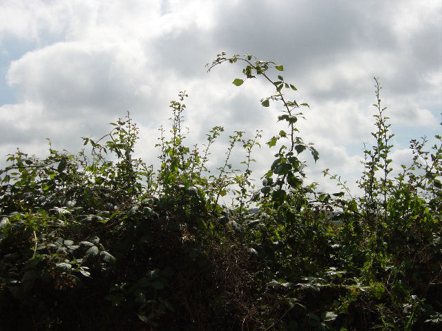 Hedgerow pic downloading...